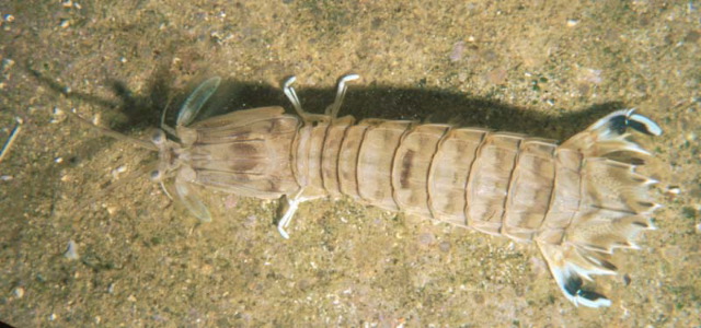 Oratosquilla fabricii